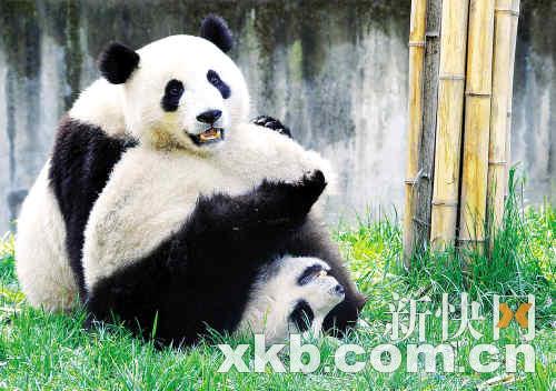 熊貓團團圓圓最新消息，生活、成長與人們的關(guān)注